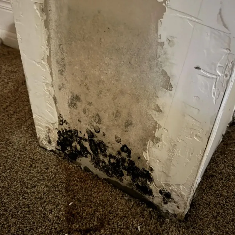 Professional Mold Removal in Londonderry, VT